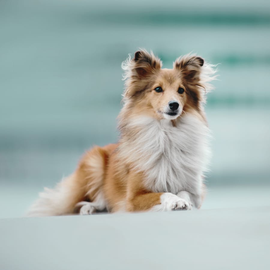 dog after exam by internist at Cincinnati Vet