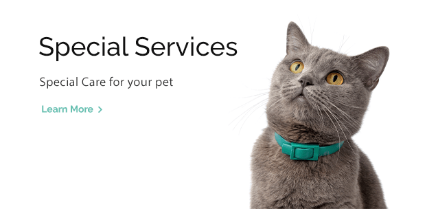 Special Care for Your Pet at Eastgate Animal Hospital