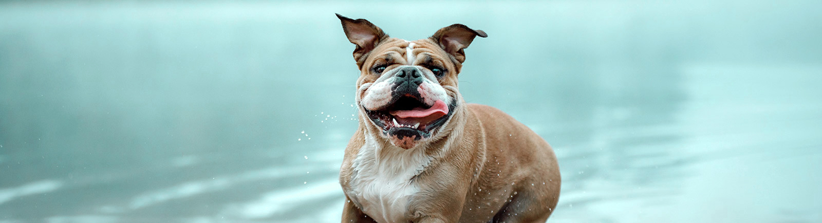 How long can a dog hotsell go without water in the heat